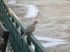 Streptopelia decaocto