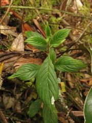 Columnea strigosa
