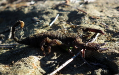 Opisthacanthus