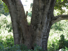 Ficus sycomorus