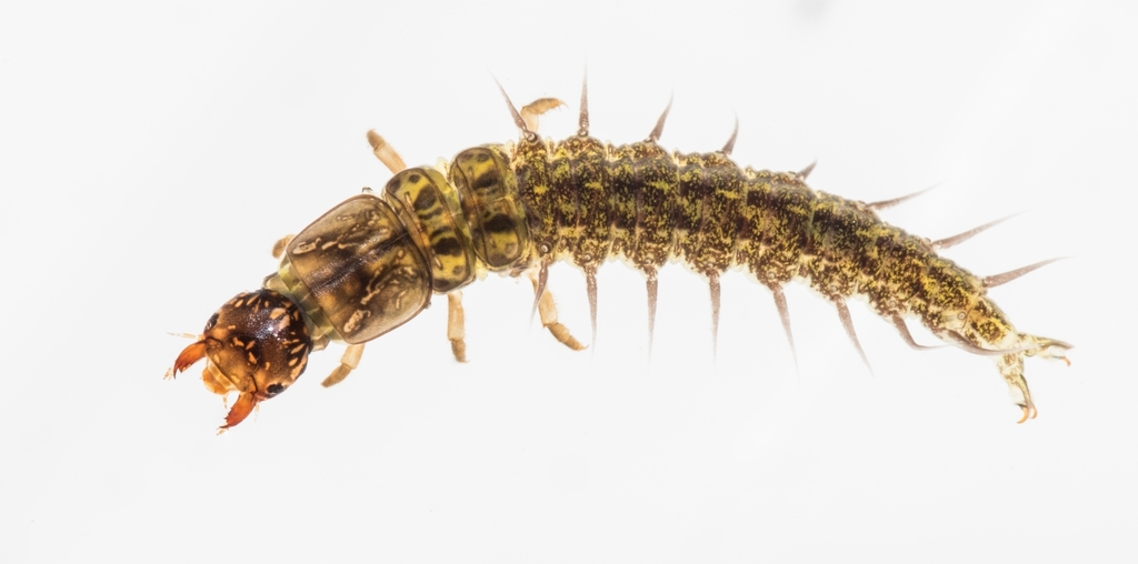 Amatola Fishfly
