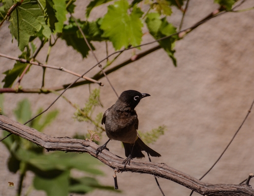 White-spectacled Bulbul