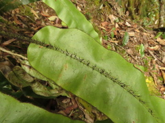 Elaphoglossum erinaceum