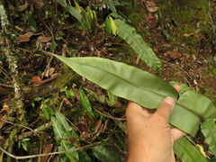 Elaphoglossum erinaceum