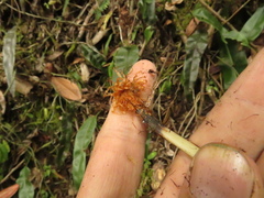 Elaphoglossum erinaceum