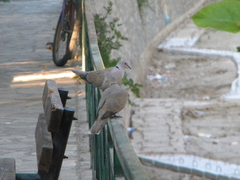 Streptopelia decaocto