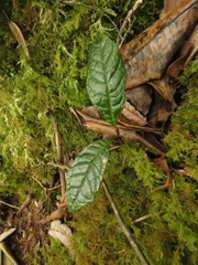 Meliosma arenosa