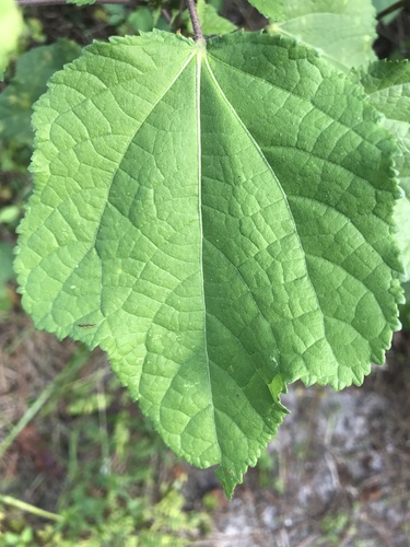 Triumfetta semitriloba