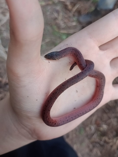Atractus manizalesensis