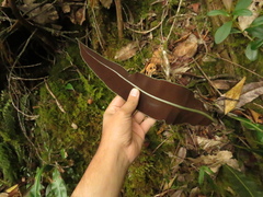 Elaphoglossum latifolium