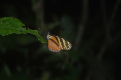 Eresia ithomioides alsina