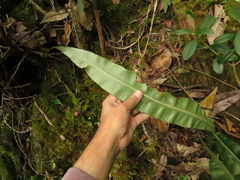 Elaphoglossum latifolium