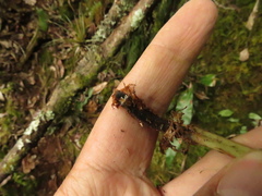 Elaphoglossum latifolium