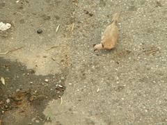 Streptopelia decaocto