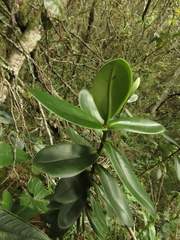 Clusia elliptica