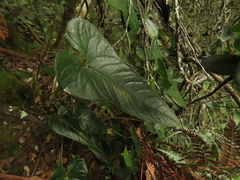 Anthurium oxybelium