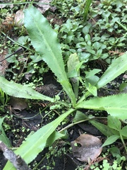 Eryngium foetidum