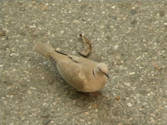 Streptopelia decaocto