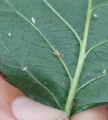 Aphidoletes aphidimyza