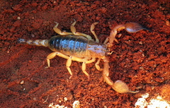 Opistophthalmus