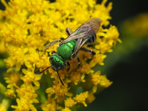 Silky Striped Sweat Bee photo 3