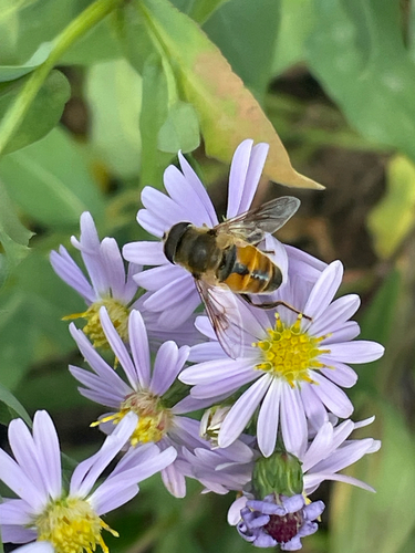 Unknown species found near W Indian View Ln, Wilson, WY, US