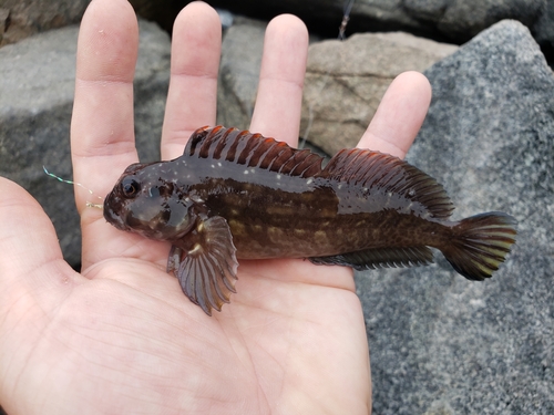 Reuzenslijmvis (Scartichthys gigas) — Blenniidae