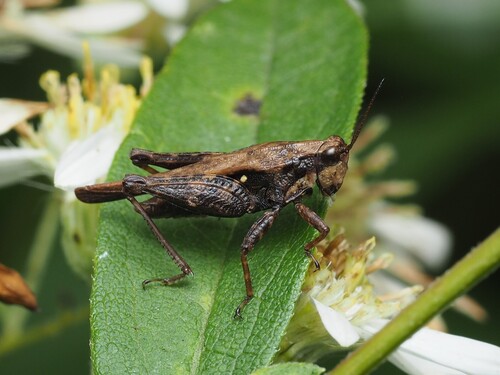 Armored Pygmy Grasshopper photo 2