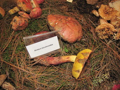 Baorangia