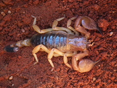 Opistophthalmus