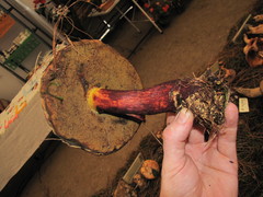 Baorangia