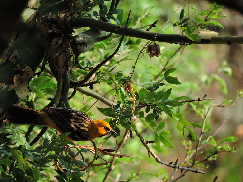 Icterus pustulatus formosus