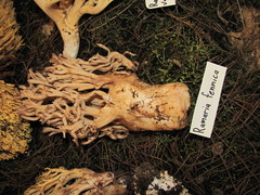 Ramaria fennica