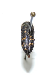 Acmaeoderella flavofasciata