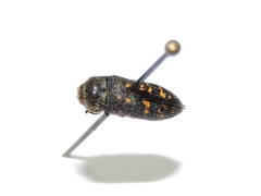 Acmaeoderella flavofasciata