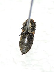 Acmaeoderella flavofasciata