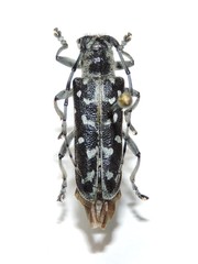 Saperda scalaris