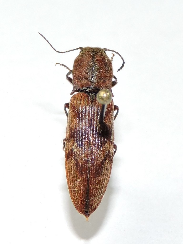Diacanthous undulatus