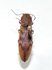 Diacanthous undulatus