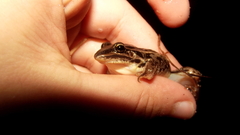 Leptodactylus gracilis