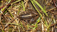 Leptodactylus gracilis