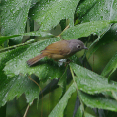 Huet's Fulvetta photo 3