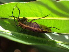 Physopelta quadriguttata