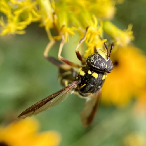 Four-lined Hornet Fly photo 5