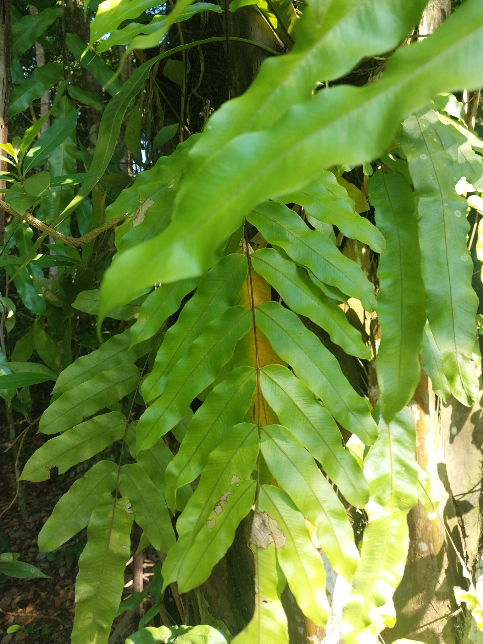 Goniophlebium percussum