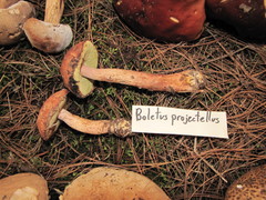 Aureoboletus projectellus