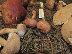Aureoboletus projectellus