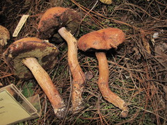 Aureoboletus projectellus