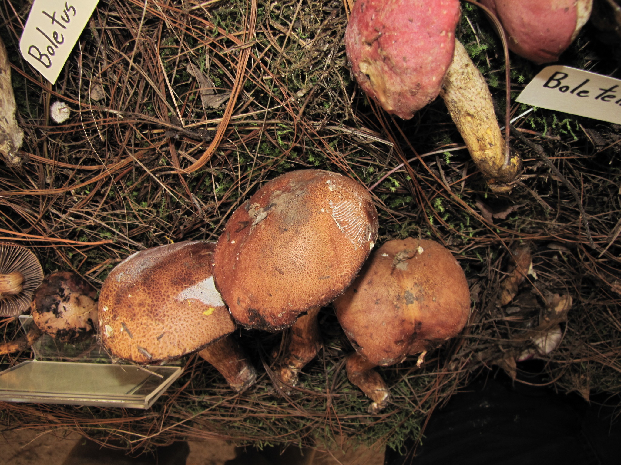 Boletus projectellus image
