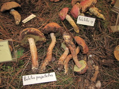 Aureoboletus projectellus